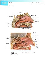 Sobotta Atlas of Human Anatomy  Head,Neck,Upper Limb Volume1 2006, page 95